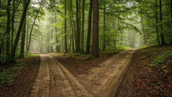 Forest trail splitting into two paths, like the different causes behind venous leak and ED